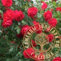 Роза канадская  Квадра
