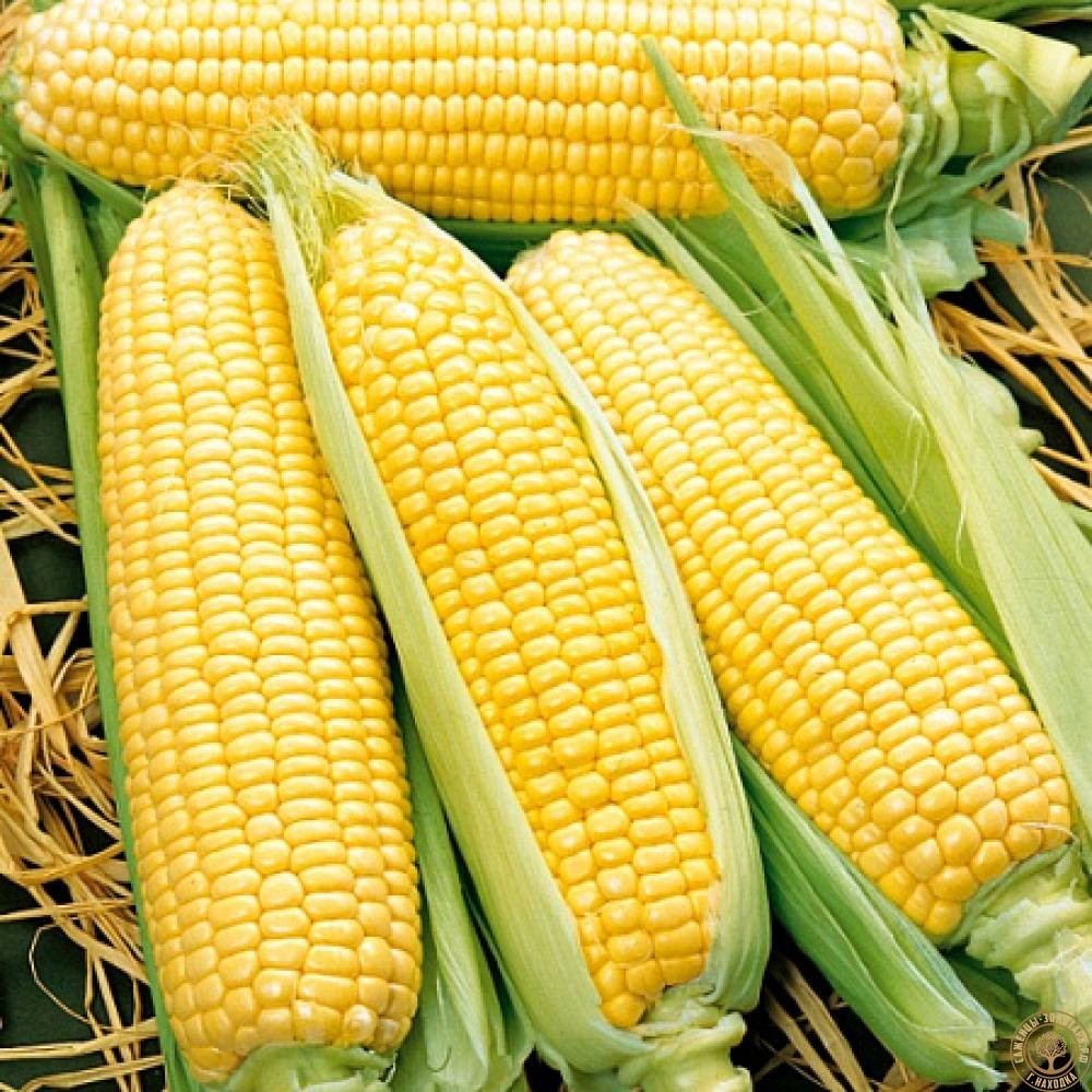 Семена кукуруза Золотой батам 20шт
