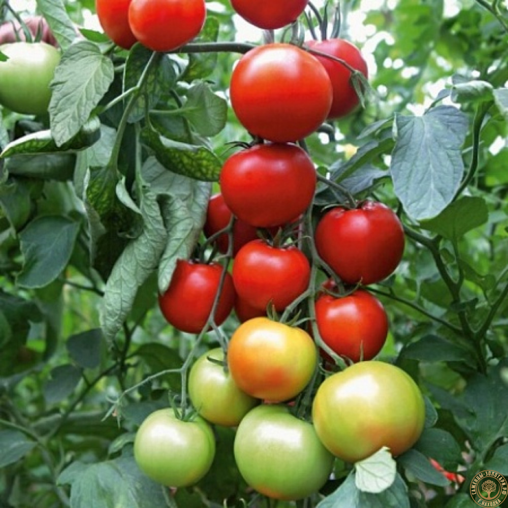 Семена томат Афродита  5шт