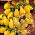 Семена томат Золотой Дождь 5шт