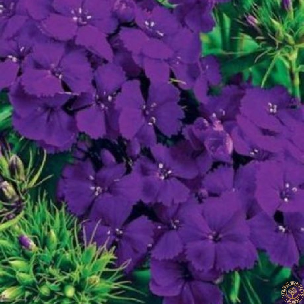Семена гвоздика Турецкая Фиолетовая Гора
