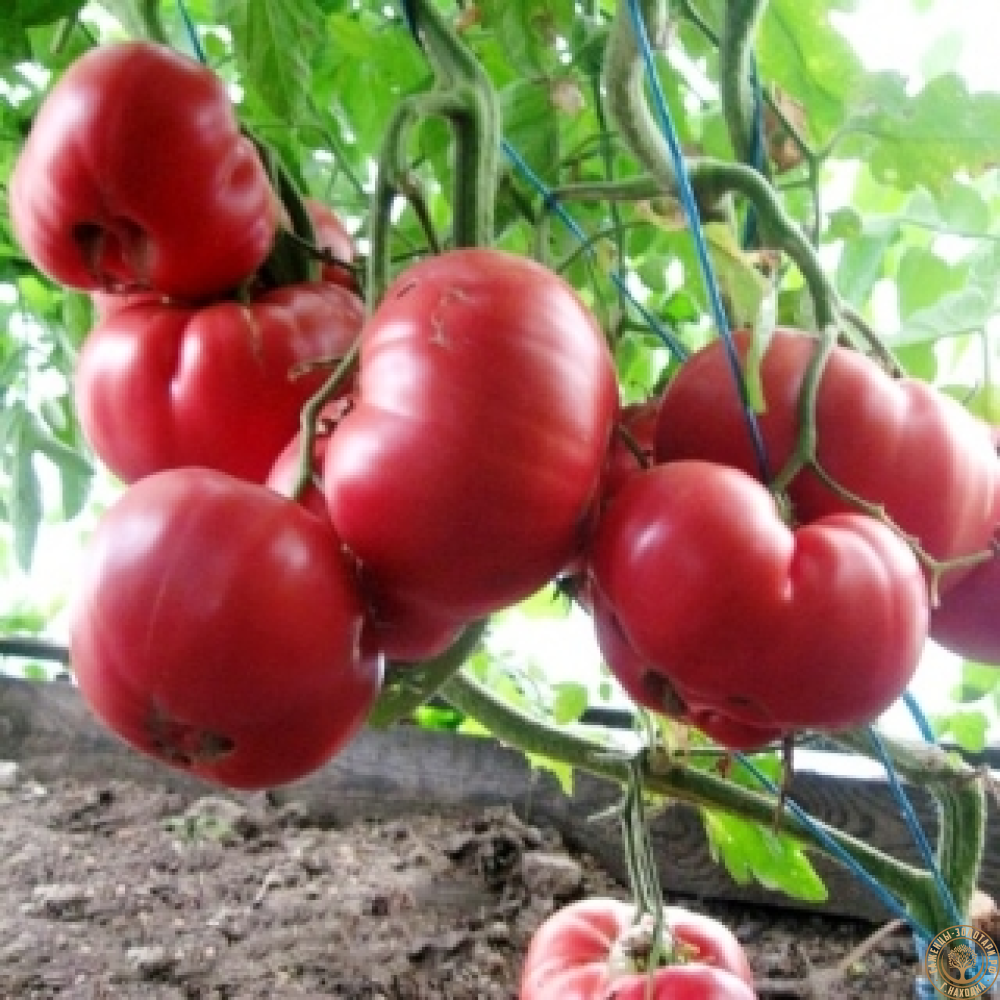 Семена томат Розовый гигант 10шт