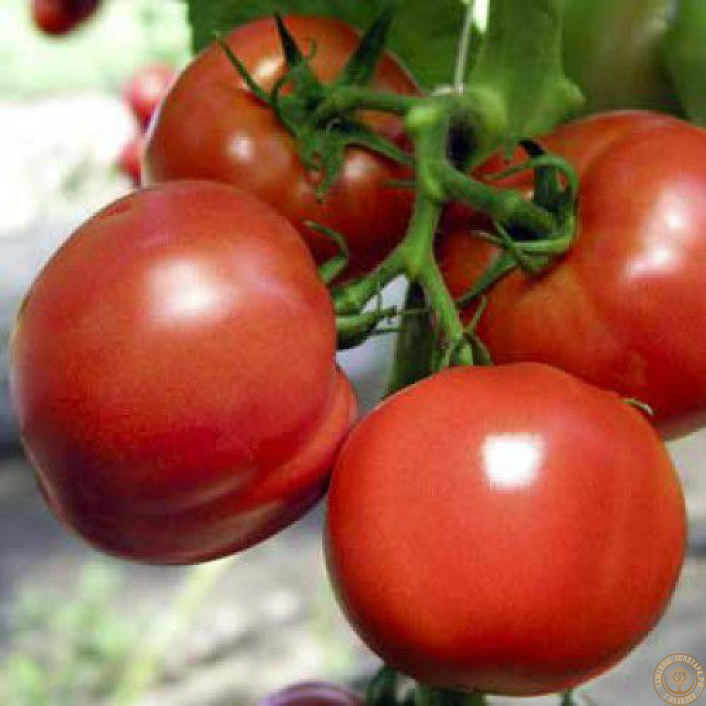 Семена томат “Полфаст F1” 10шт