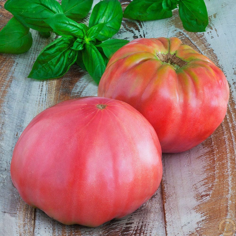 Семена томат Бронзовый шар 5шт