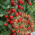 Семена томат Томатоберри 5шт